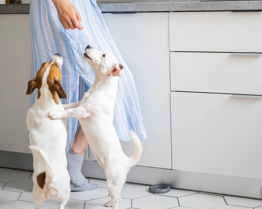 auto pet food dispenser