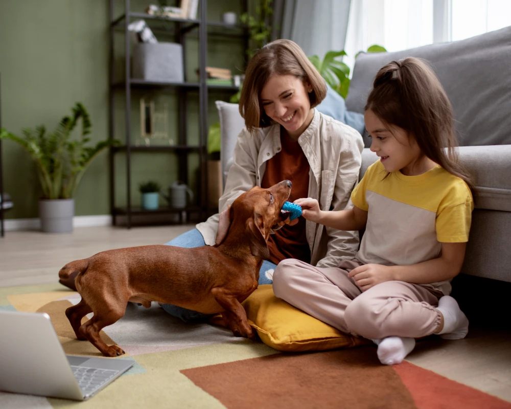 automatic dog feeder and water
